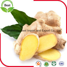 Wholesale Ginger Exporter From China